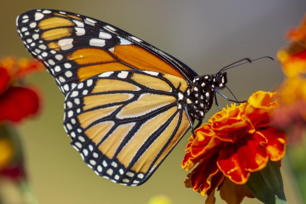 Beautiful french words butterfly
