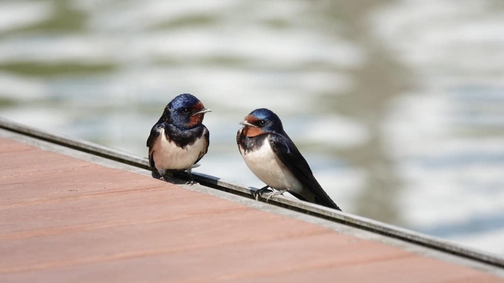 hirondelle is french for swallow bird