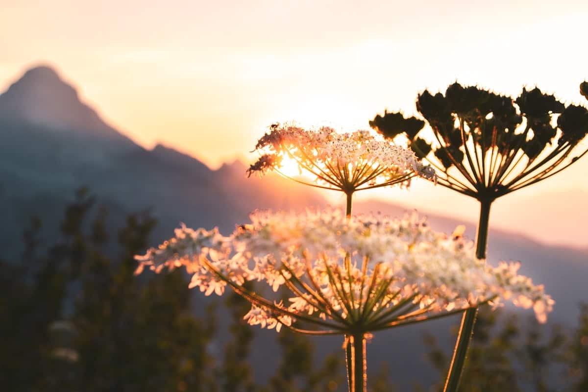 How To Say Good Morning My Love In German