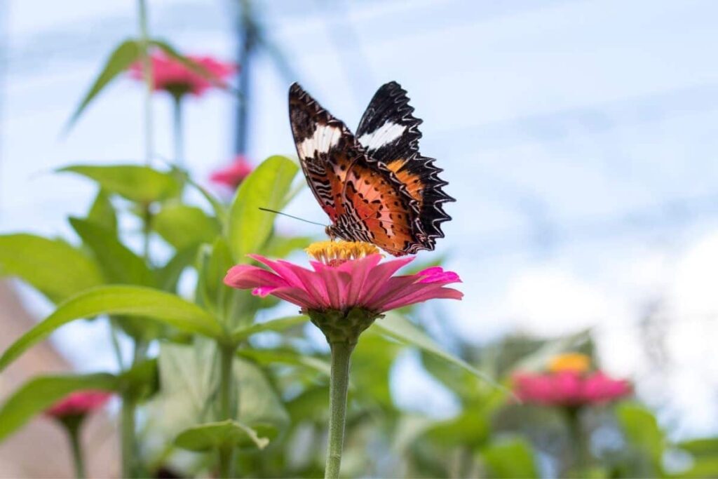 beautiful in arabic butterfly on flower nature