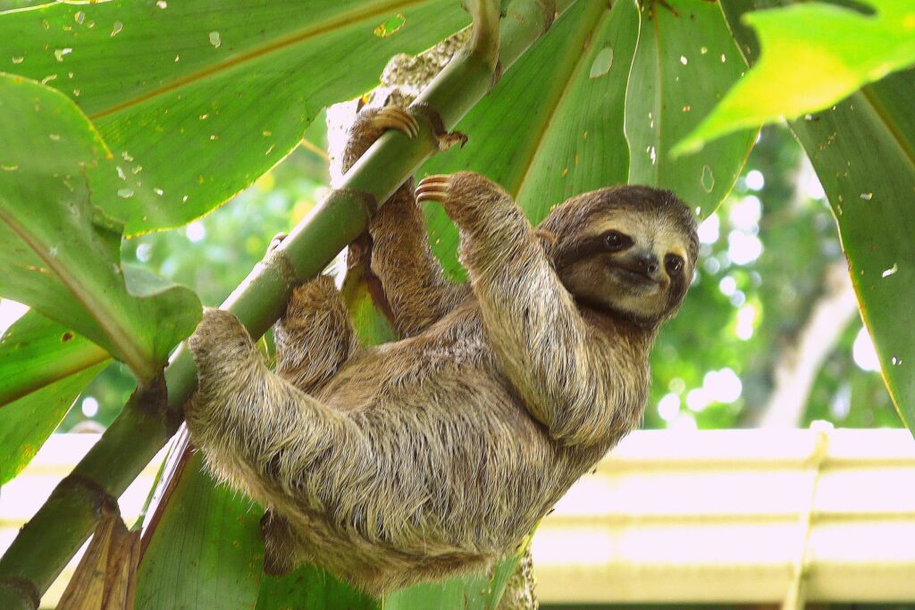 A sloth, which is "perezoso" in Spanish, which also means "lazy" in Spanish.