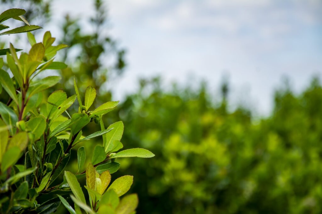 Yerba mate plant